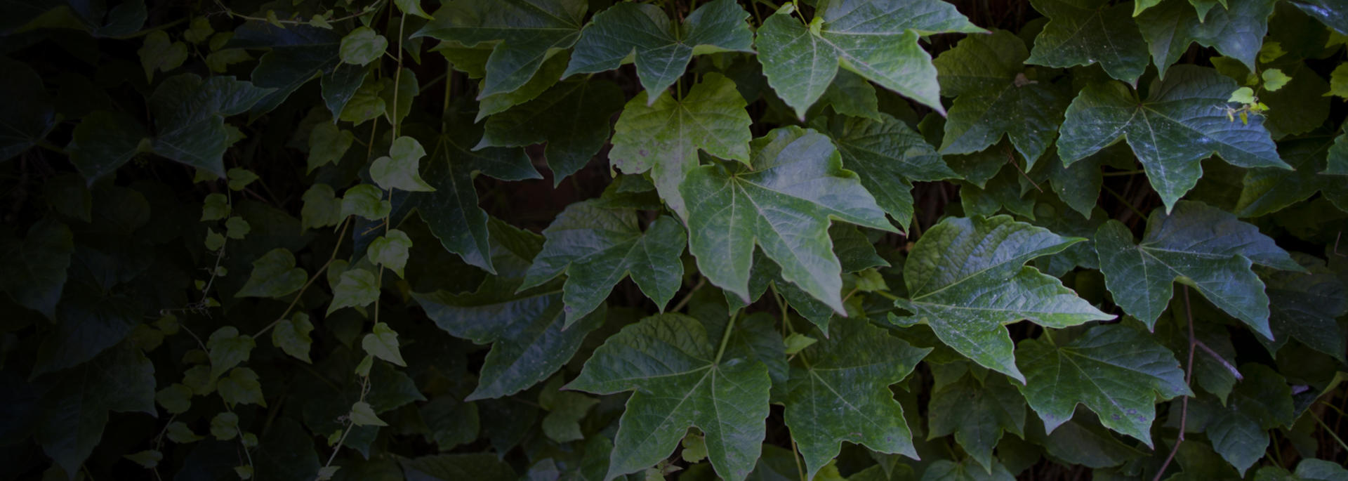 banner01.jpg